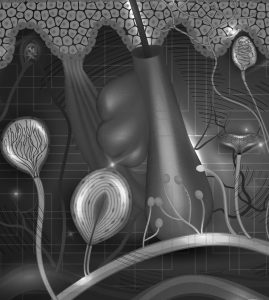 Sự tương quan giữa tóc và da đầu sử dụng hệ vi sinh vật