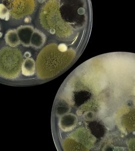 Xác nhận tác dụng kháng khuẩn và cơ chế của 4-terpineol